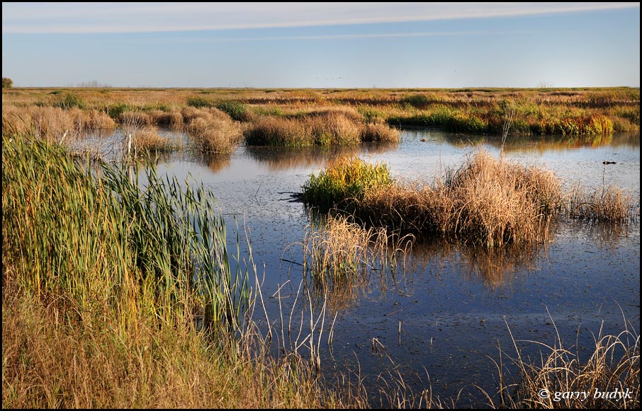 Open wetlands like this are great for roosting waterfowl. Photo copyright Garry Budyk
