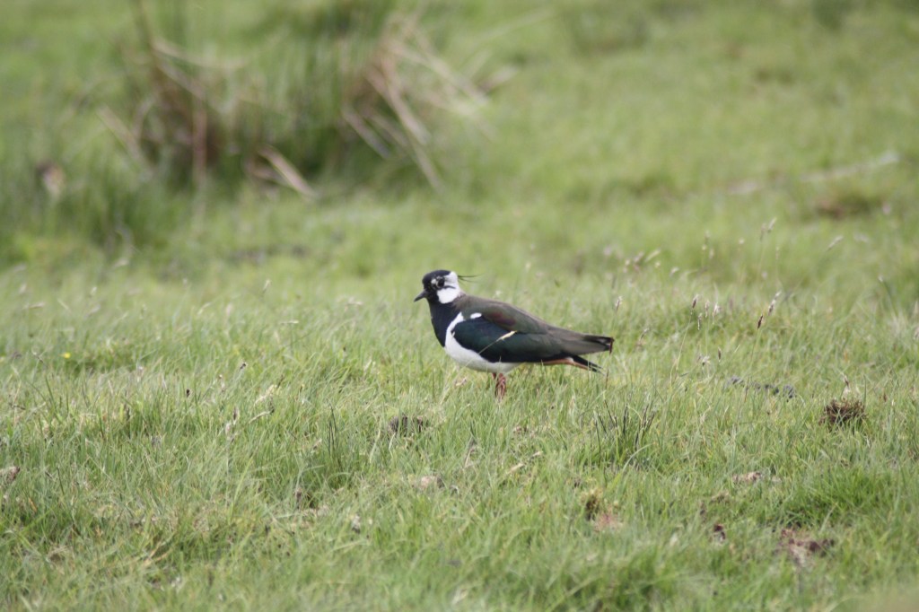 Northern Lapwings are declining in Europe due to agricultural changes. Photo copyright Tim Poole