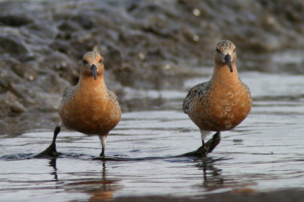 Red Knots in breeding plumage photographed at Chalet Beach in Netley-Libau Marsh IBA in 2004. Photo copyright, Christian Artuso