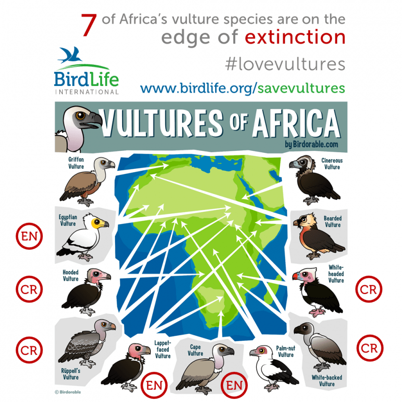 vultures-of-africa-extinction