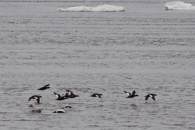 No one caught a great photo of the White-winged Scoters on the day but here is a photo from Seal River Estuary IBA in northern Manitoba. Photo copyright Christian Artuso