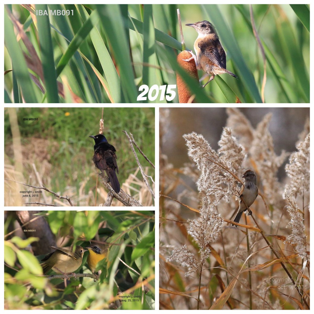 Processed with Moldiv