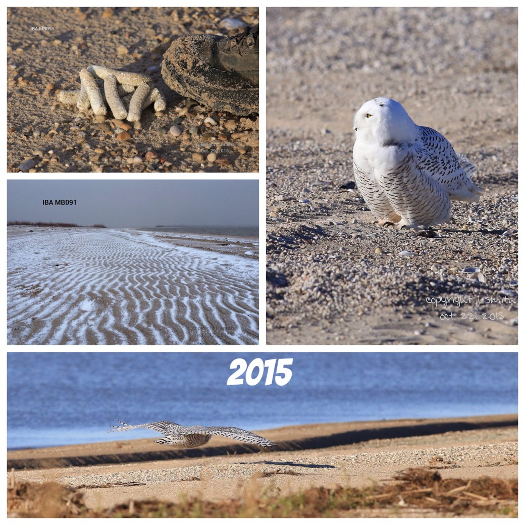 Processed with Moldiv