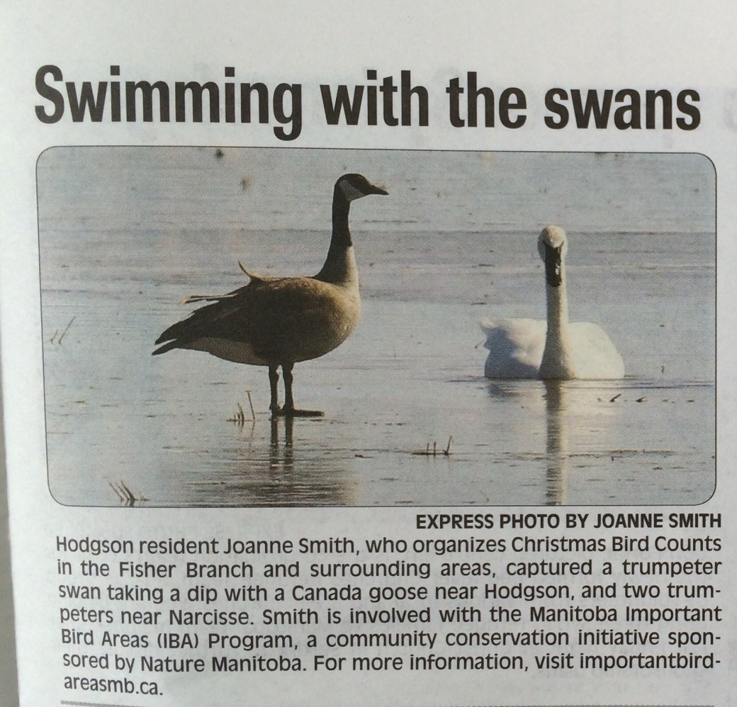 Joanne photo Express Weekly.jpg