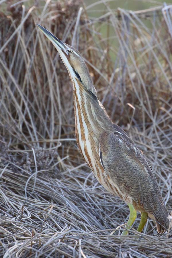 American Bittern_3998_Artuso