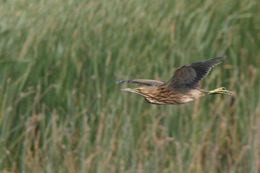 American Bittern flight