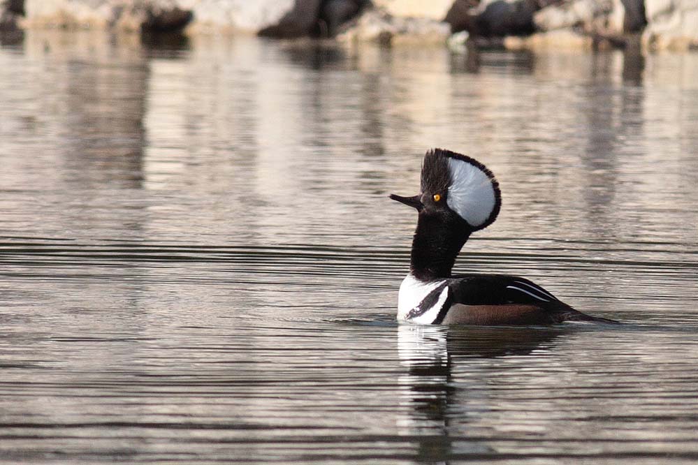 Hooded Merganser_2985_m