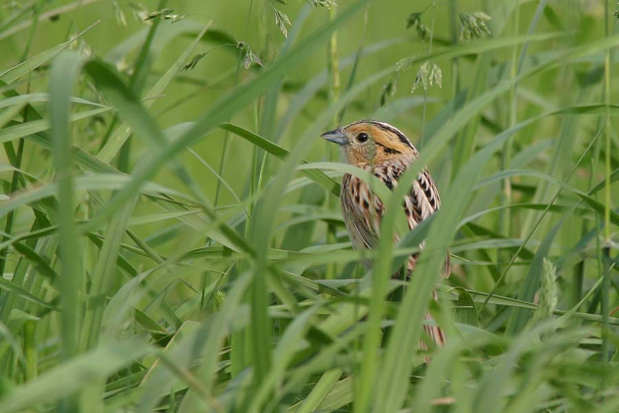 Le Conte's Sparrow 1.jpg