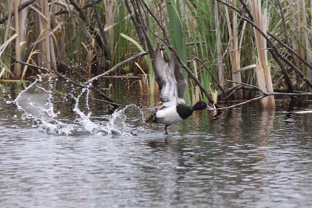 Lesser Scaup_0896