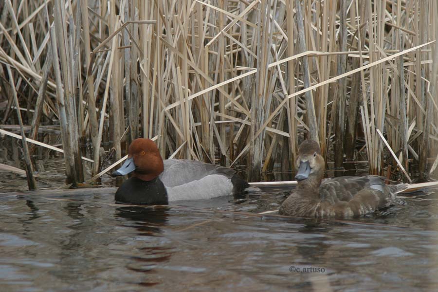 Redhead pair
