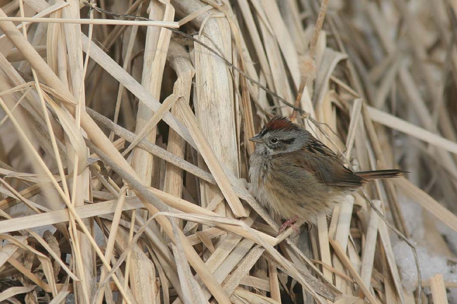 Swamp Sparrow_6463