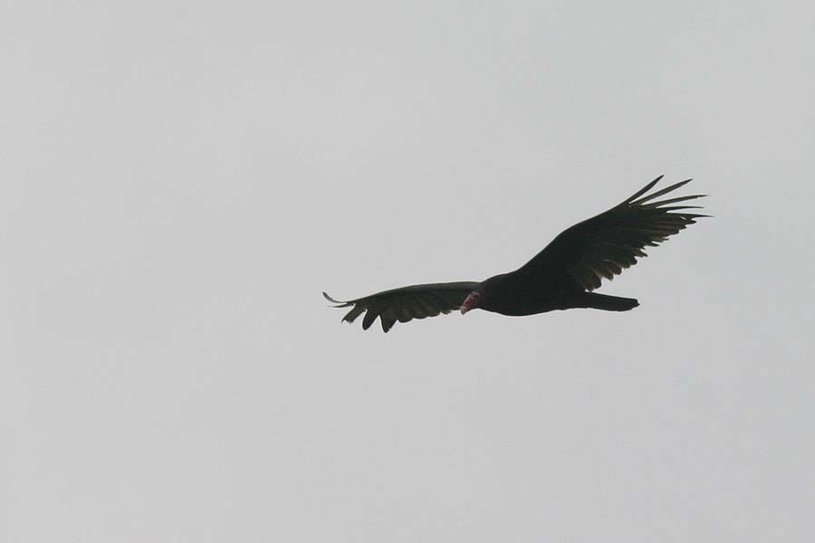 Turkey Vulture 07 flight