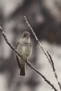 Western Wood-Pewee_7027