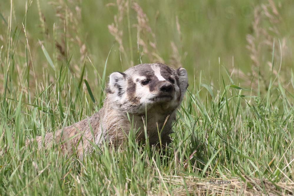 American Badger_5066_juv_Artuso