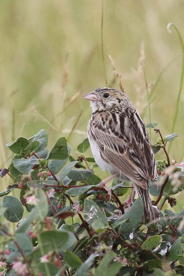Baird's Sparrow_4362_singing_Artuso