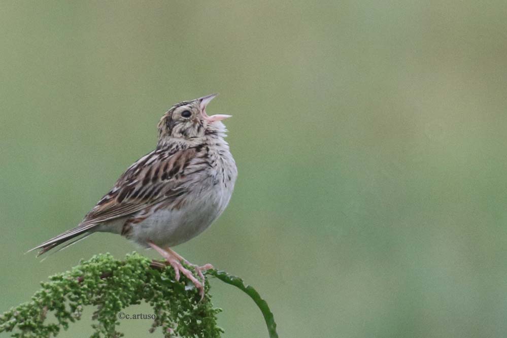 Baird's Sparrow_4764_singing_Artuso