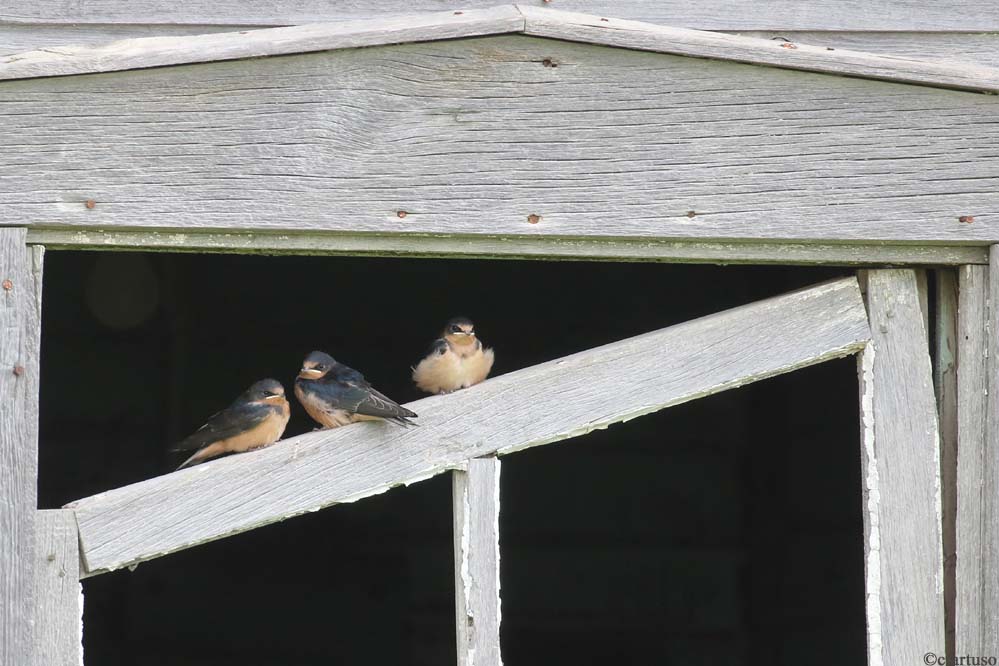 Barn Swallow_4642_juv_Artuso