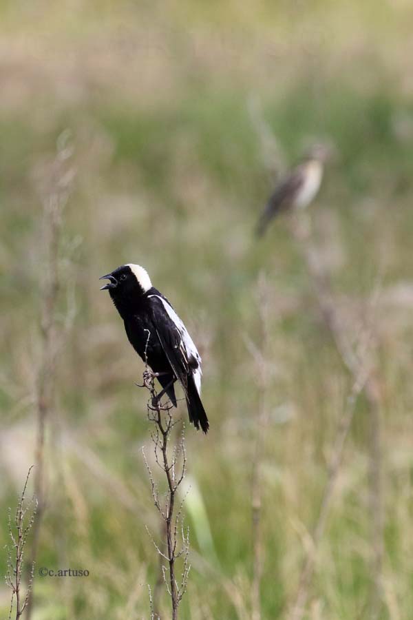 Bobolink_4947_pair calling_Artuso