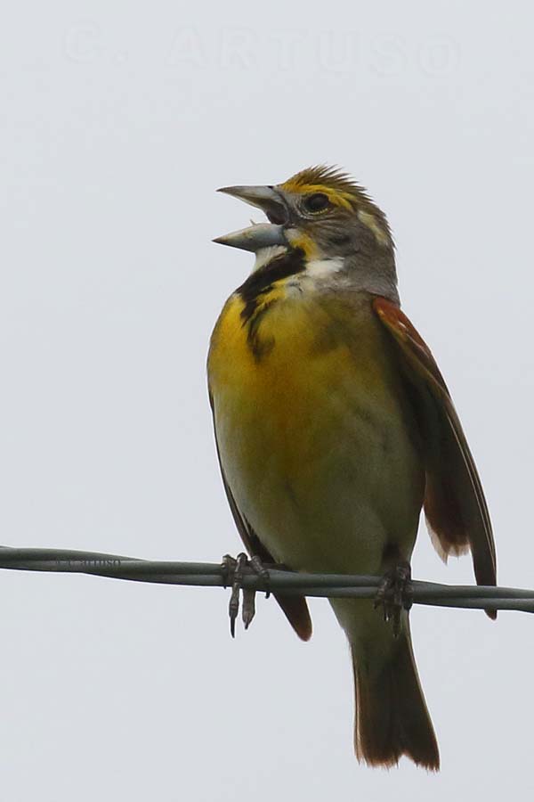 Dickcissel_4602_m_singing_Artuso