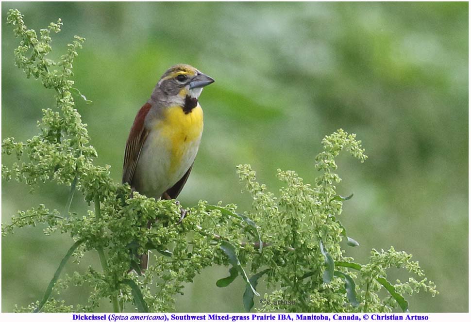 Dickcissel_5139c_m_Artuso_Artuso