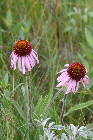 Echinacea_4806_Artuso