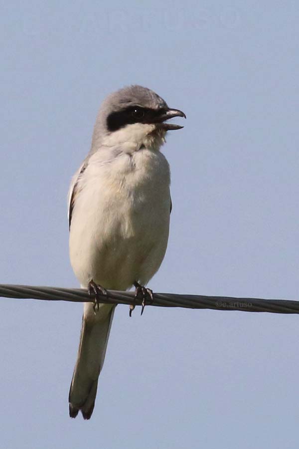 Loggerhead Shrike_4220_calling_Artuso