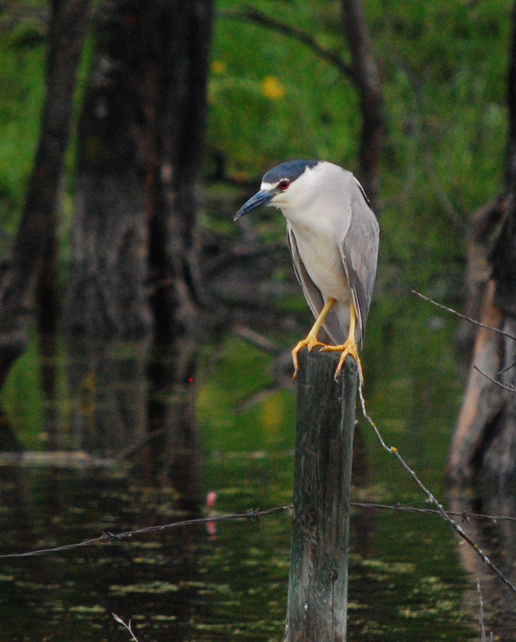 OL%20Jun%2019%20BCNH%206965