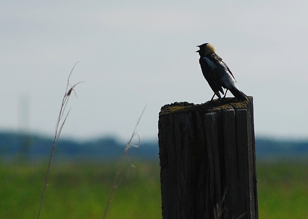 OL%20Jun%2019%20BOBO%206987
