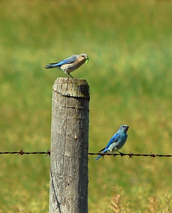 OL%20Jun%2019%20MOBL%207011
