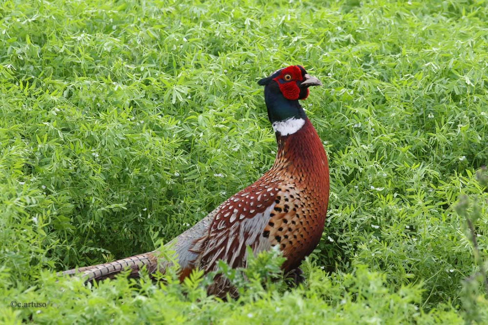 Ring-necked Pheasant_4547_m_Artuso