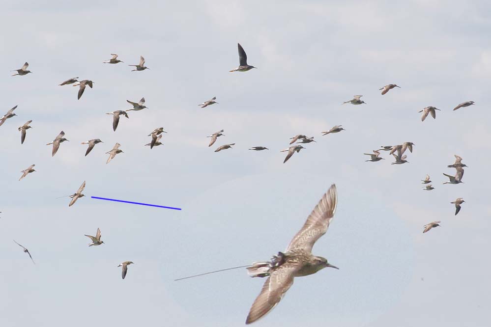 shorebird flock_7625_GRYE_LEYE_STSA_PESA_SESA_WIPH_SBDO