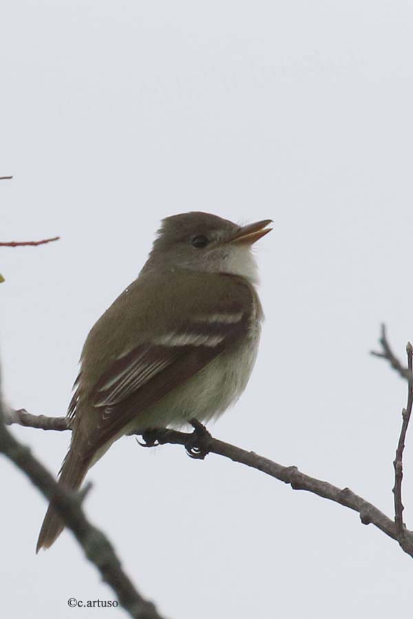 Willow Flycatcher_4329_singing_Artuso