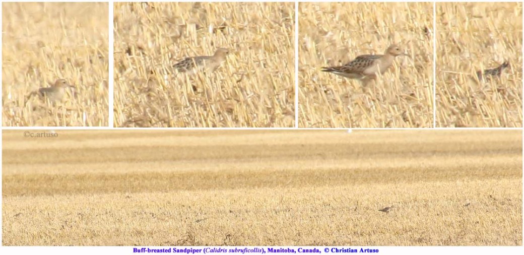 buff-breasted-sandpiper_3234_artuso