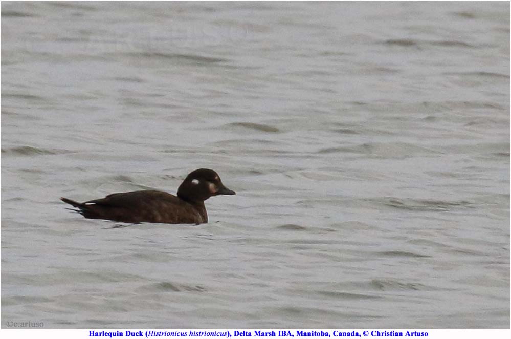 harlequin-duck_3394_artuso