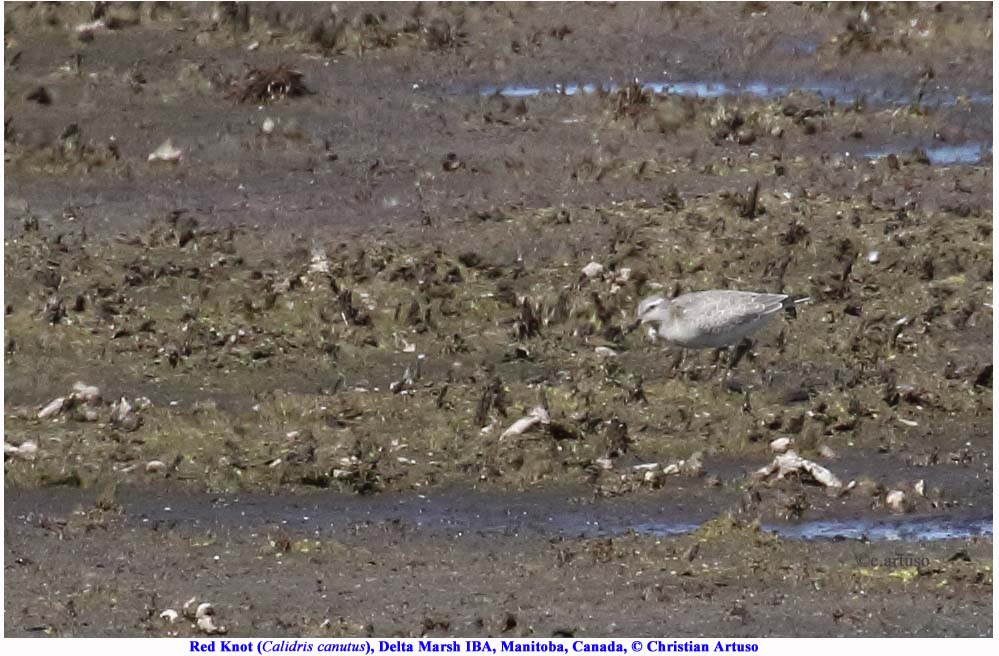 red-knot_3319_artuso