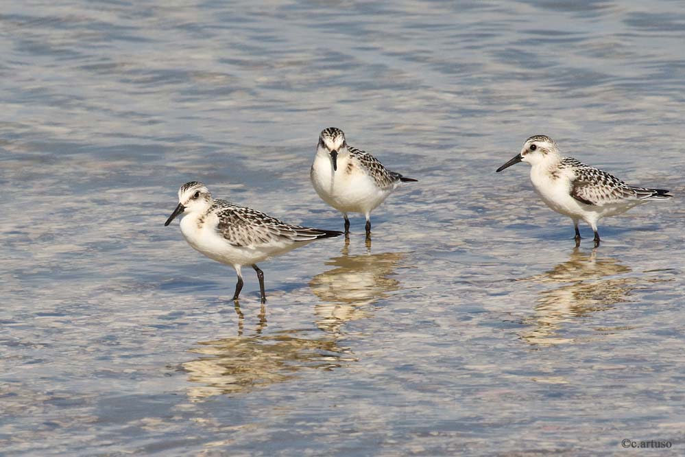 sanderling_2973_artuso