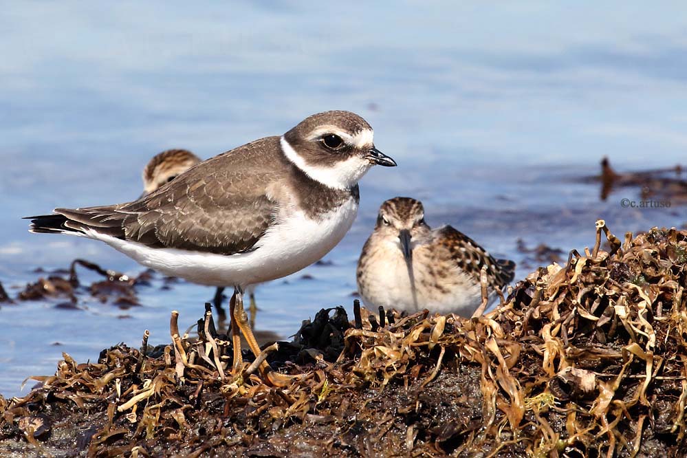 semipalmated-plover_3138_least-sandpiper