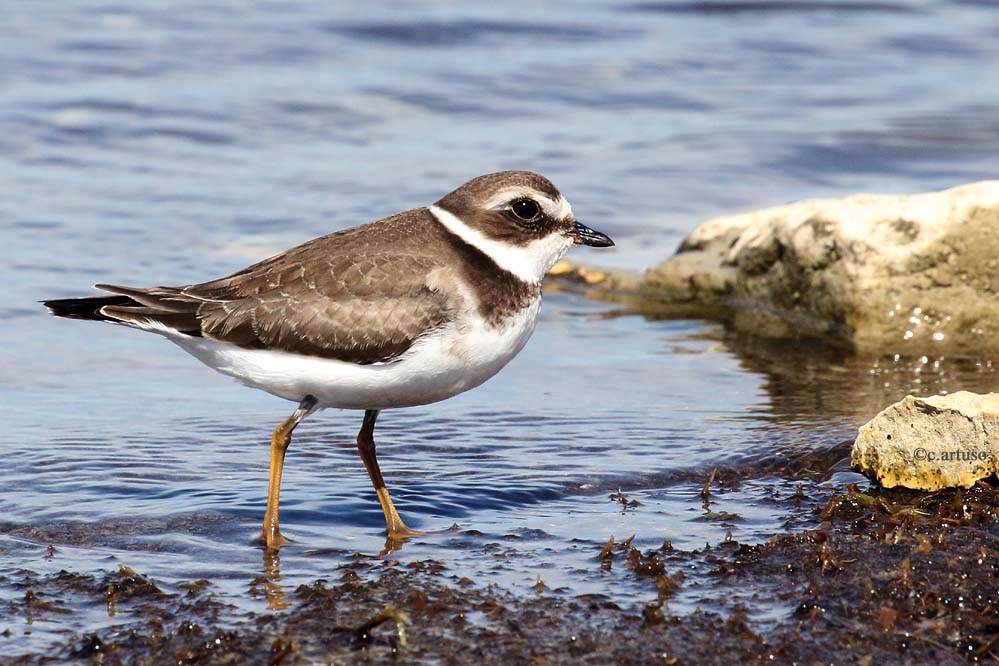semipalmated-plover_3175_artuso