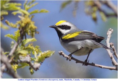 artuso_golden-winged-warbler_8099_m