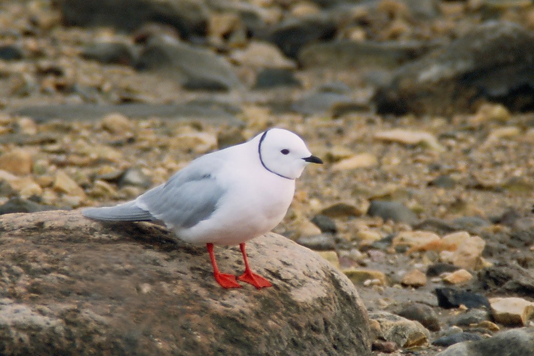Ross's Gull_scan_Artuso.jpg