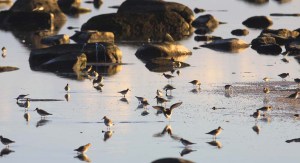 pectoral-sandpiper_6102_flock_white-rumped-sandpiper_semipalmated-sandpiper