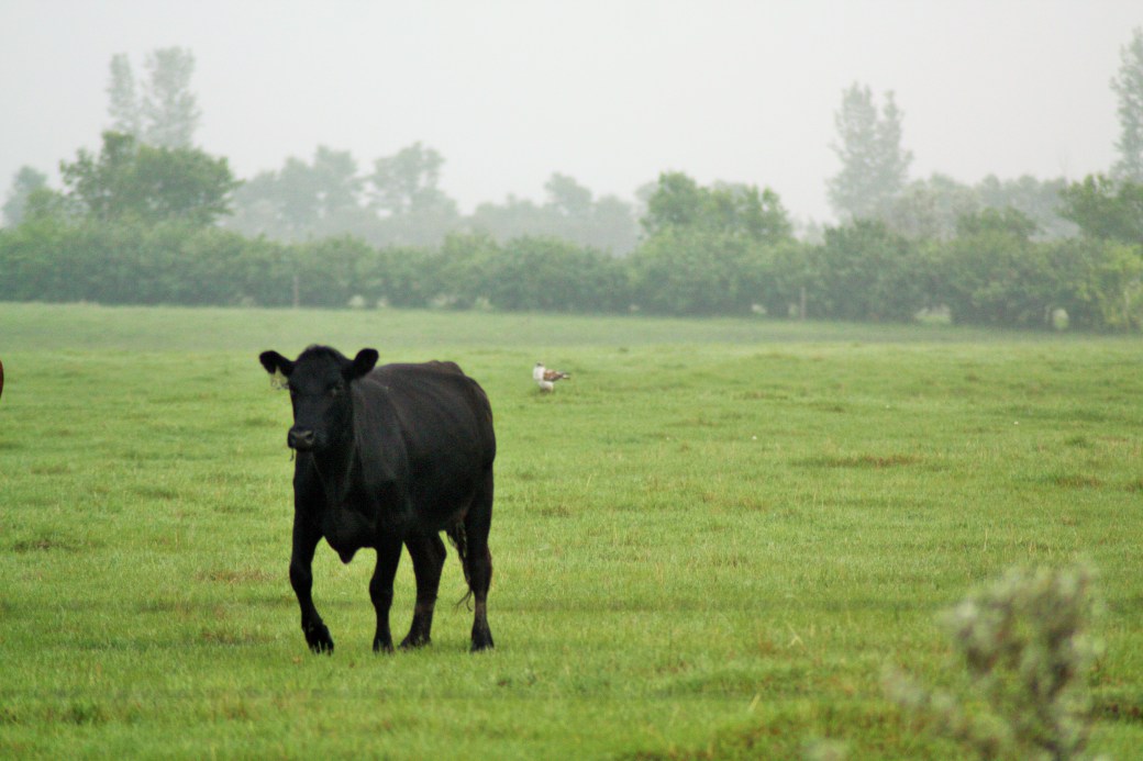Ferruginous Hawk in cattle pasture 2.JPG