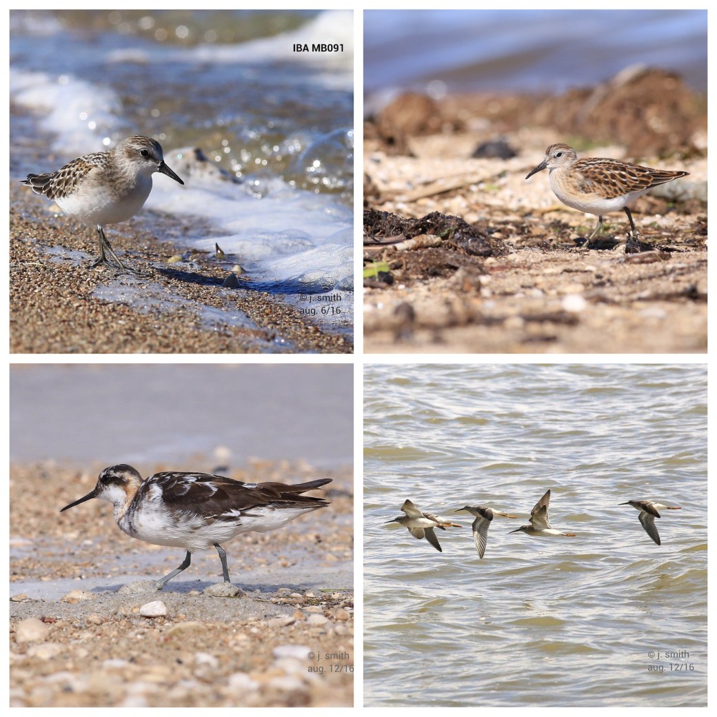 Processed with MOLDIV