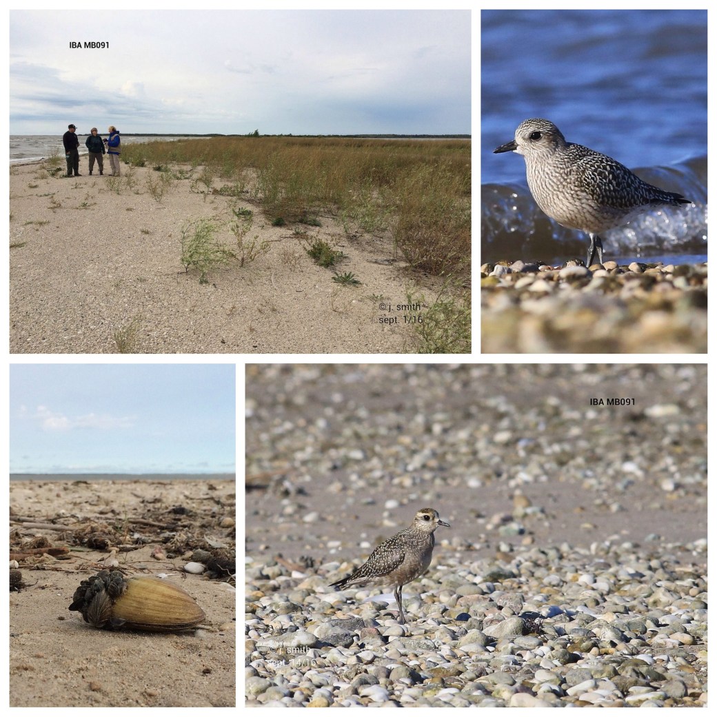 Processed with MOLDIV