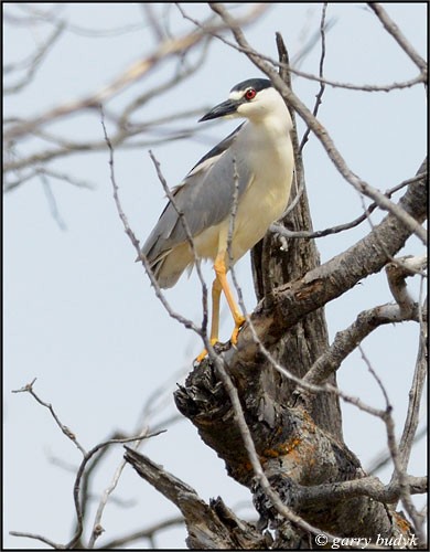 BCNH East Shoal Lake