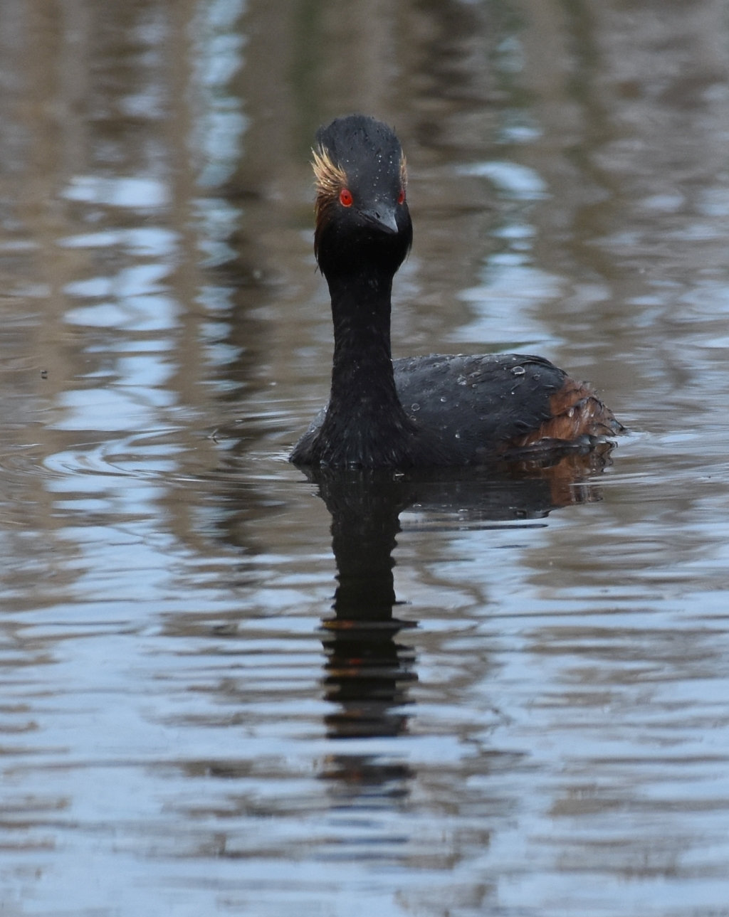 Eared Grebe facing crop with fly on water R.jpg