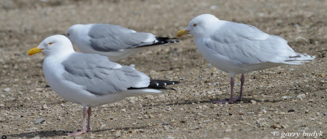 Hybrid gull