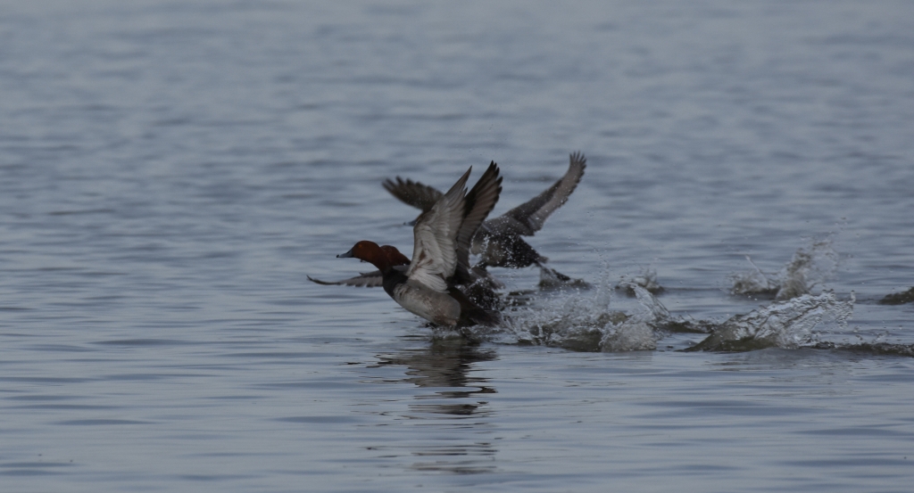 Redheads taking off R crop.jpg
