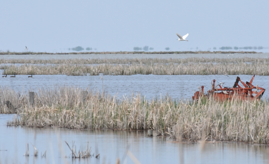 Snowy Egret record shot R crop.jpg
