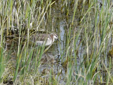 WIPH Oak Lake May 20 2017 P1310526